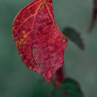 Daun 