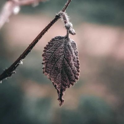 Daun 🍂