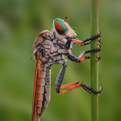 Lalat Perampok 