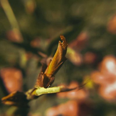 Macro Photography....