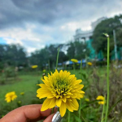 🌼 