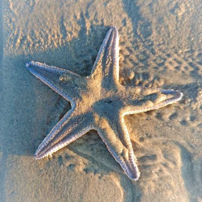 star fish 🐟