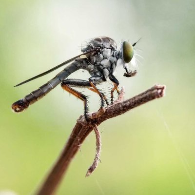 Mini Robberfly 