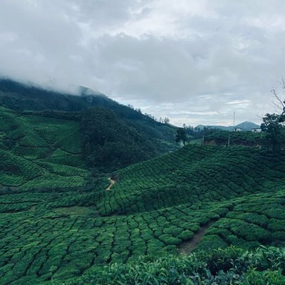 Munnar 🖤