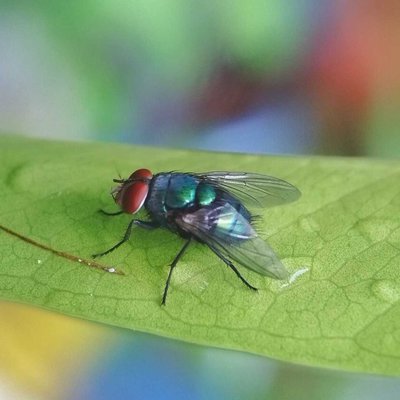 Lalat Mata Merah 
