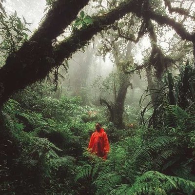 Hutan Rimba