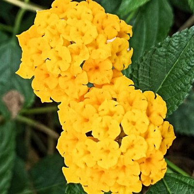 Tema Bunga Kuning