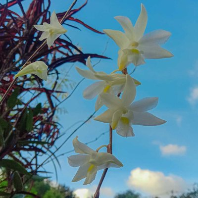 Macro foto