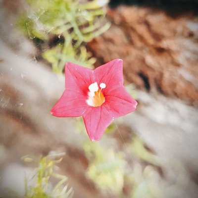 (CYPRESS VINE) 