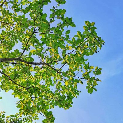 Nature's Blue and Green