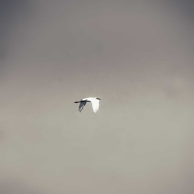 Little egret ! 