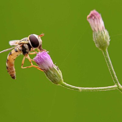 Hoverfly