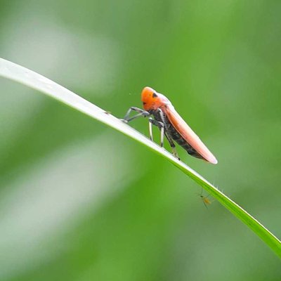 Bothrogonia