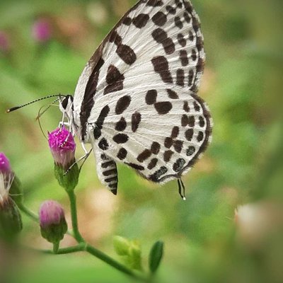 Castalius rosimon

