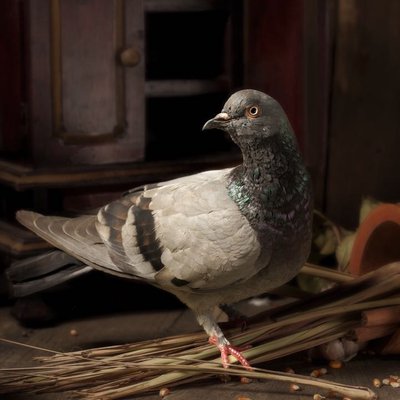 Pigeon