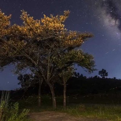 The Golden Canopy Below The Milky Way Setting The Shot Ablaz