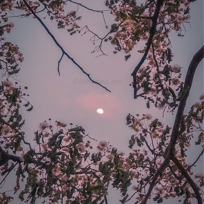 Shining in the midst🌷🌔