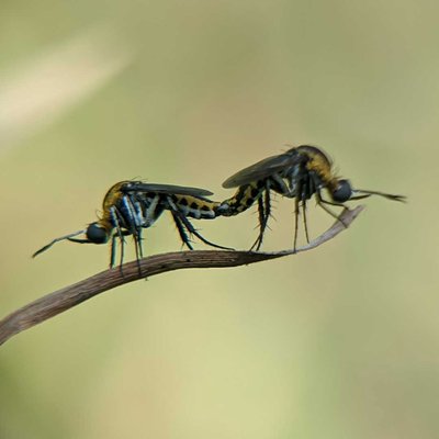momen toxophora. mating