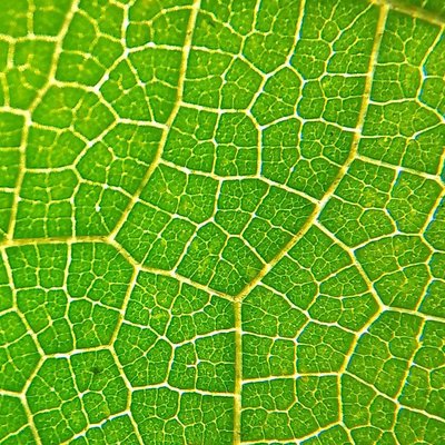 Beauty of leaf