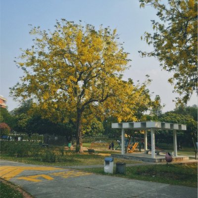 Bloomy Tree in Yellow