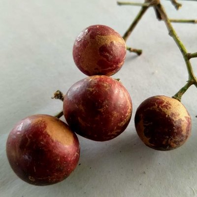 Buah trenggulun
