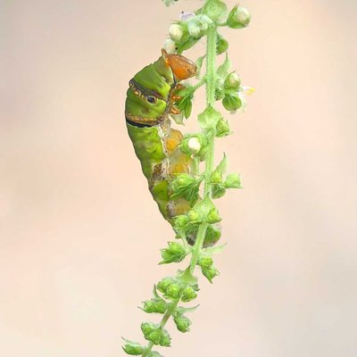 caterpillar 