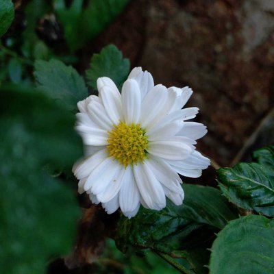 Chrysanthemum (ಸೇವಂತಿಗೆ)