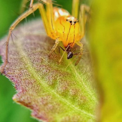 Oxyopes salticus