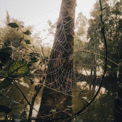 spider web......