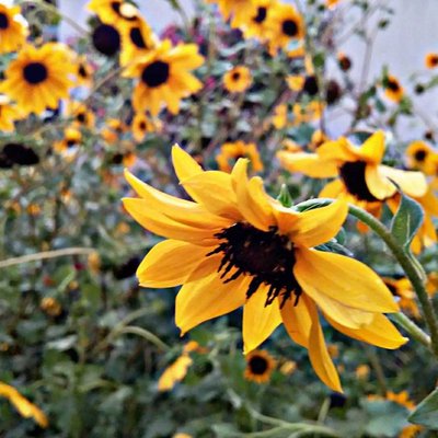 Nothing is more beautiful than Flower🌻