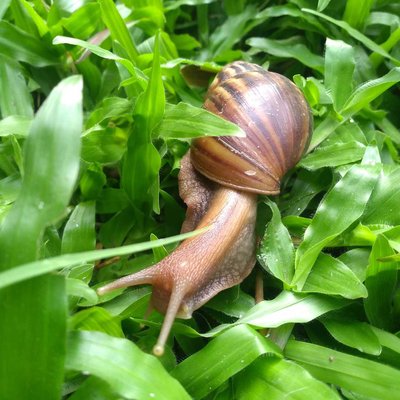 Giant land snail