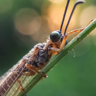 Myrmeleon