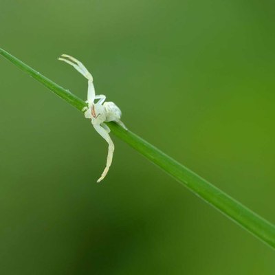 white flower crab spider