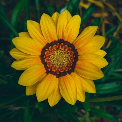 _______Gazania rigens_______ 