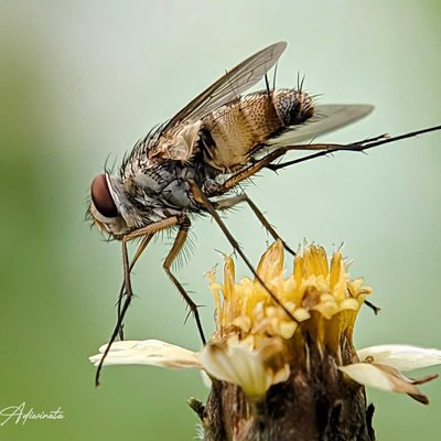 LALAT