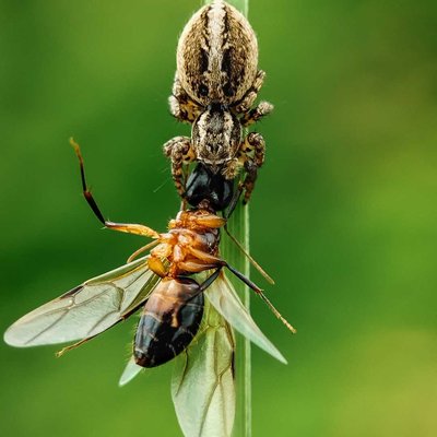 spider with kill 