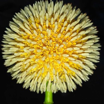 Nauclea flower
