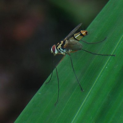 Long Legs Flies