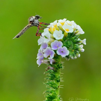 Asilidae Holcocephala sp 