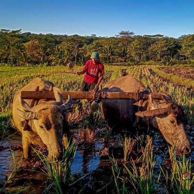 membajak sawah