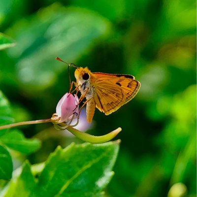 Potanthus omaha (Lesser Dart)