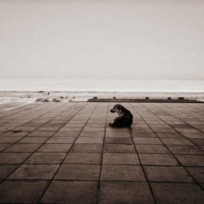 Alone 'Dog' Beach | 🐕‍🦺