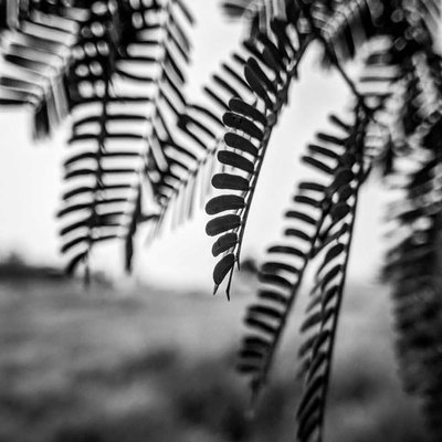 Essence of nature in black and white!