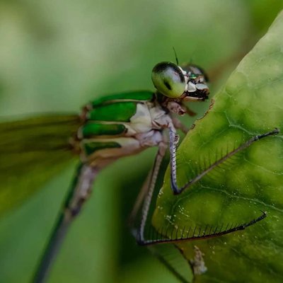 Damselflies  