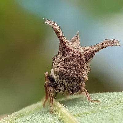 Treehopper