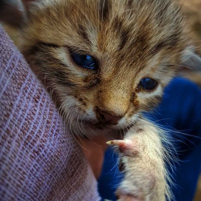 little cat baby