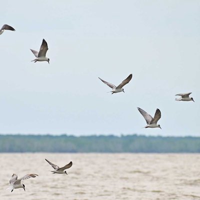 “Wings of
Migration - Capturing the Beauty of
Migratory Bird