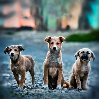 Dogs on streets 😉✨