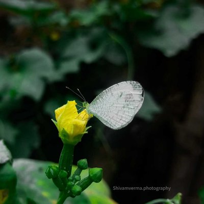 Leptosia nina Butterfly 🦋