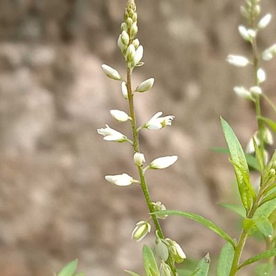 Polygala vulgaris